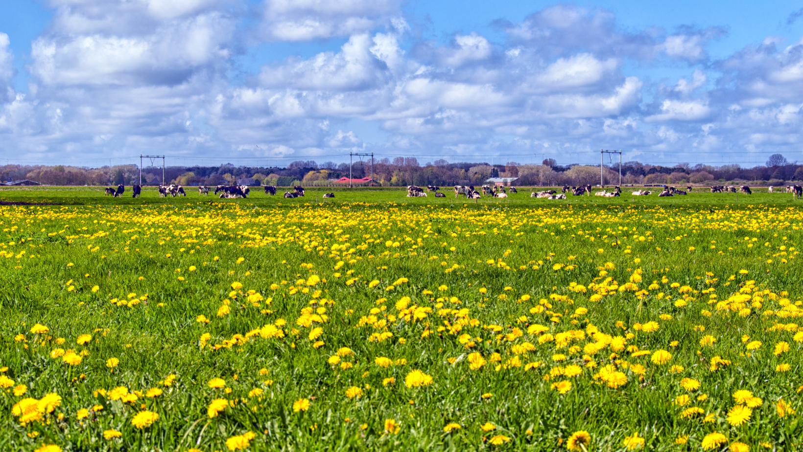 Landschap met het Van Gogh Landschapslabel