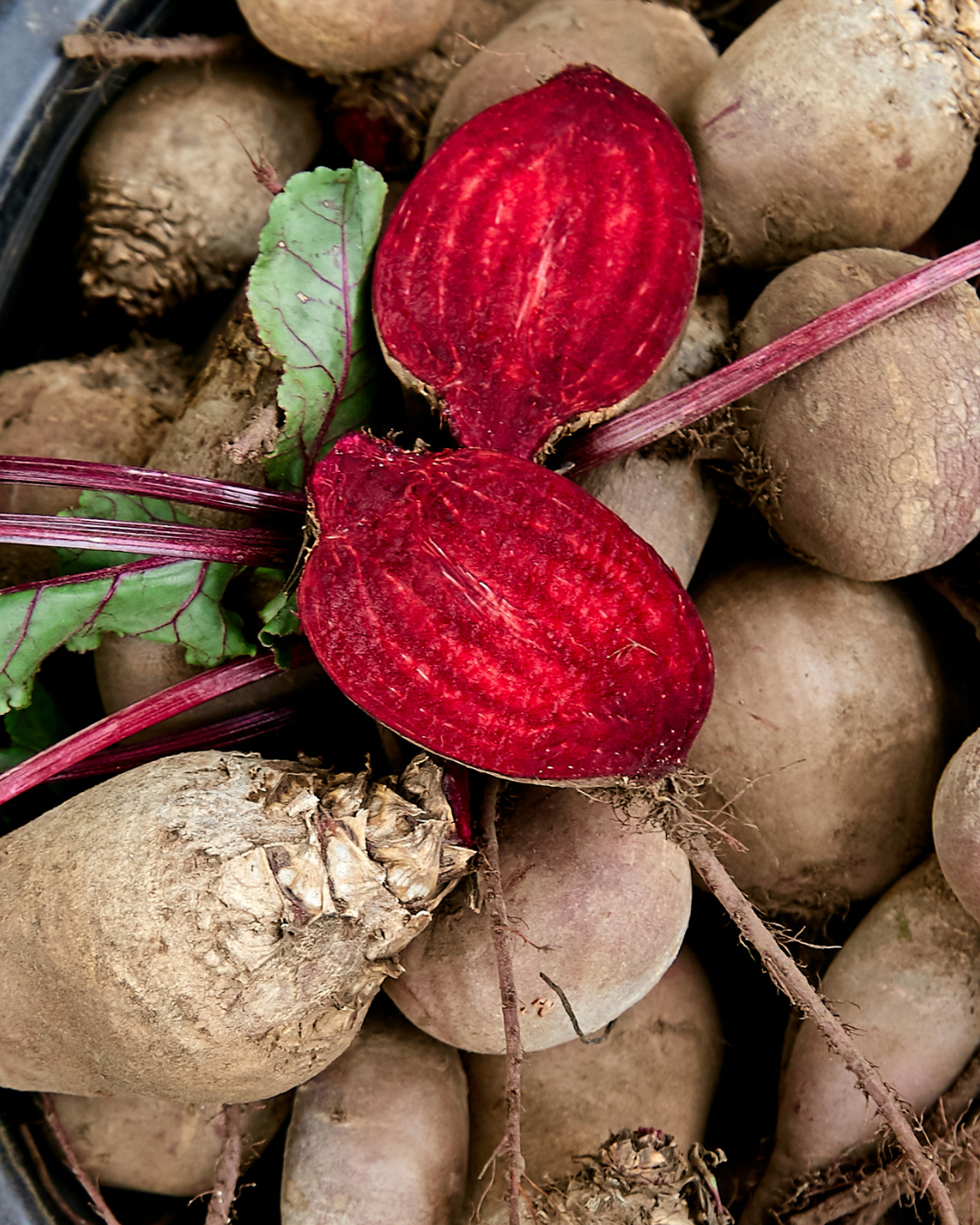rode bieten